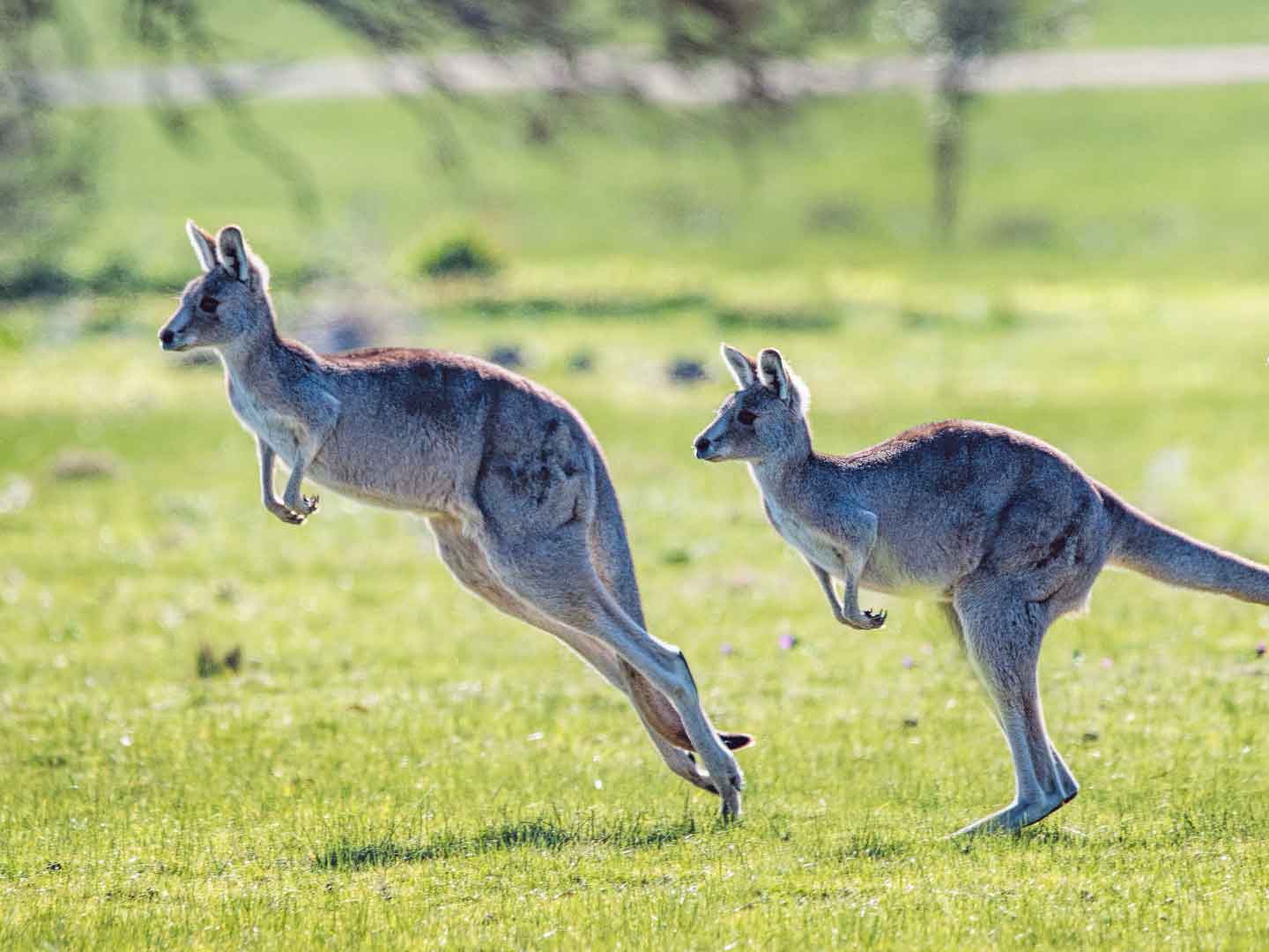 aus Kangaroo sales jump (1440 x 1080)